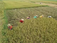 Laos provides US$1.93mil to farmers and boosts sustainable rice and vegetable farming