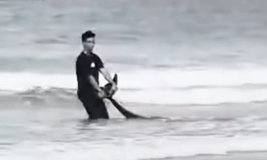 Authorities to investigate dolphin stranding in Karambunai after viral videos