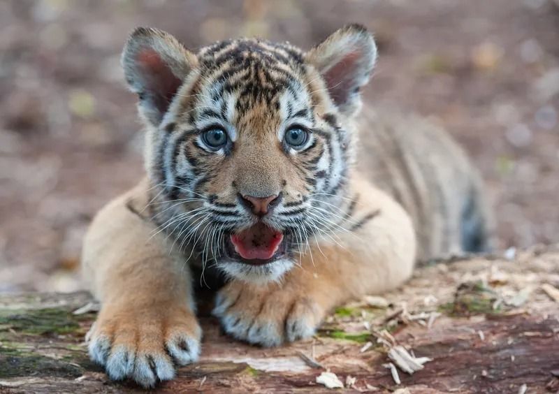 World Wildlife Fund announces winners, losers for 2025; bad year for white rhinos, arctic seals, and corals