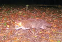 Elusive wild cat feared extinct rediscovered