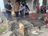 Perak govt doubles funding for Pawsitive Initiative to tackle stray animal issues