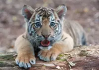 World Wildlife Fund announces winners, losers for 2025; bad year for white rhinos, arctic seals, and corals