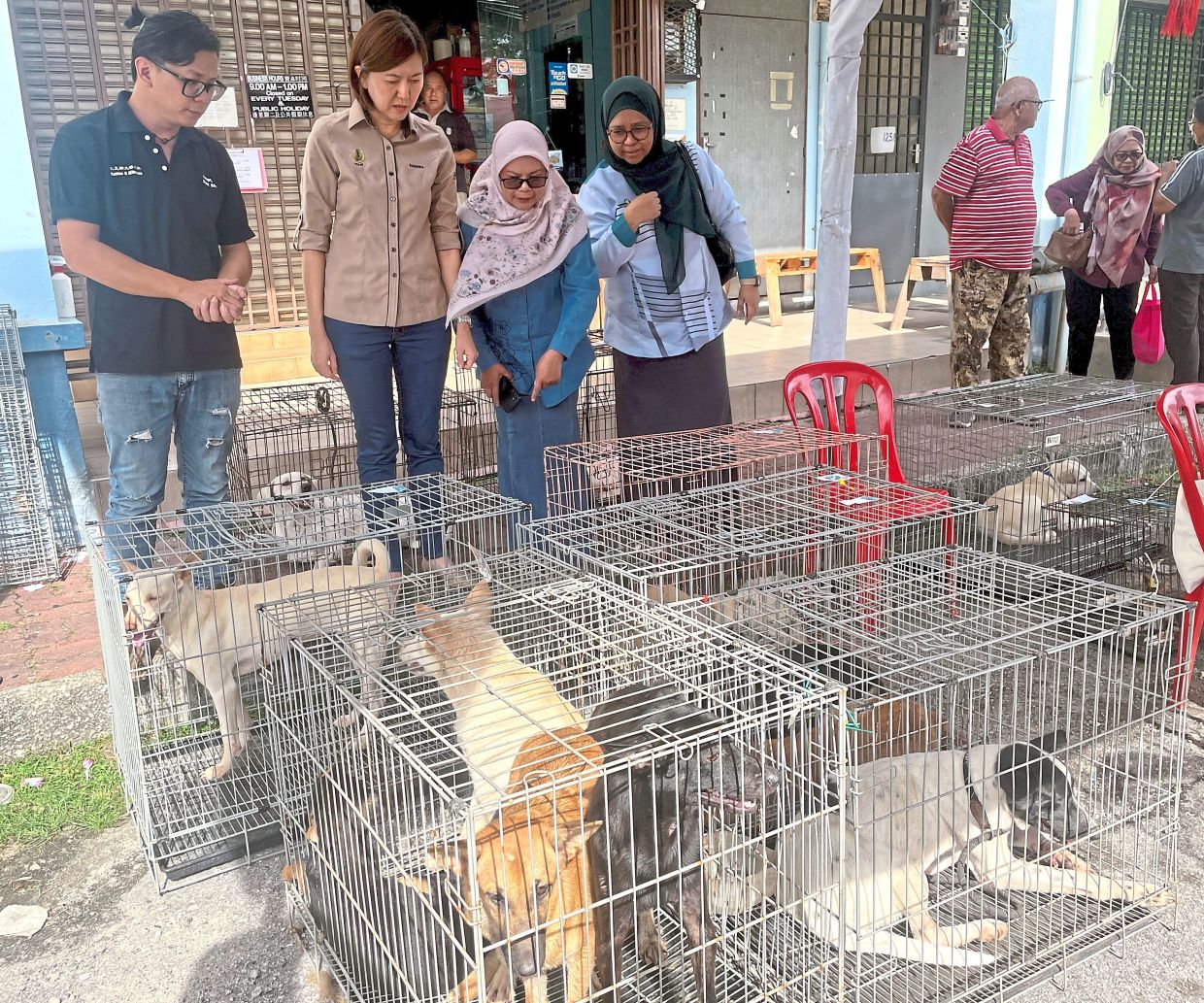 It’s a dog’s life: Ng (second left) checking on dogs neutered under the Perak Pawsitive Initiative. — MANJIT KAUR/The Star