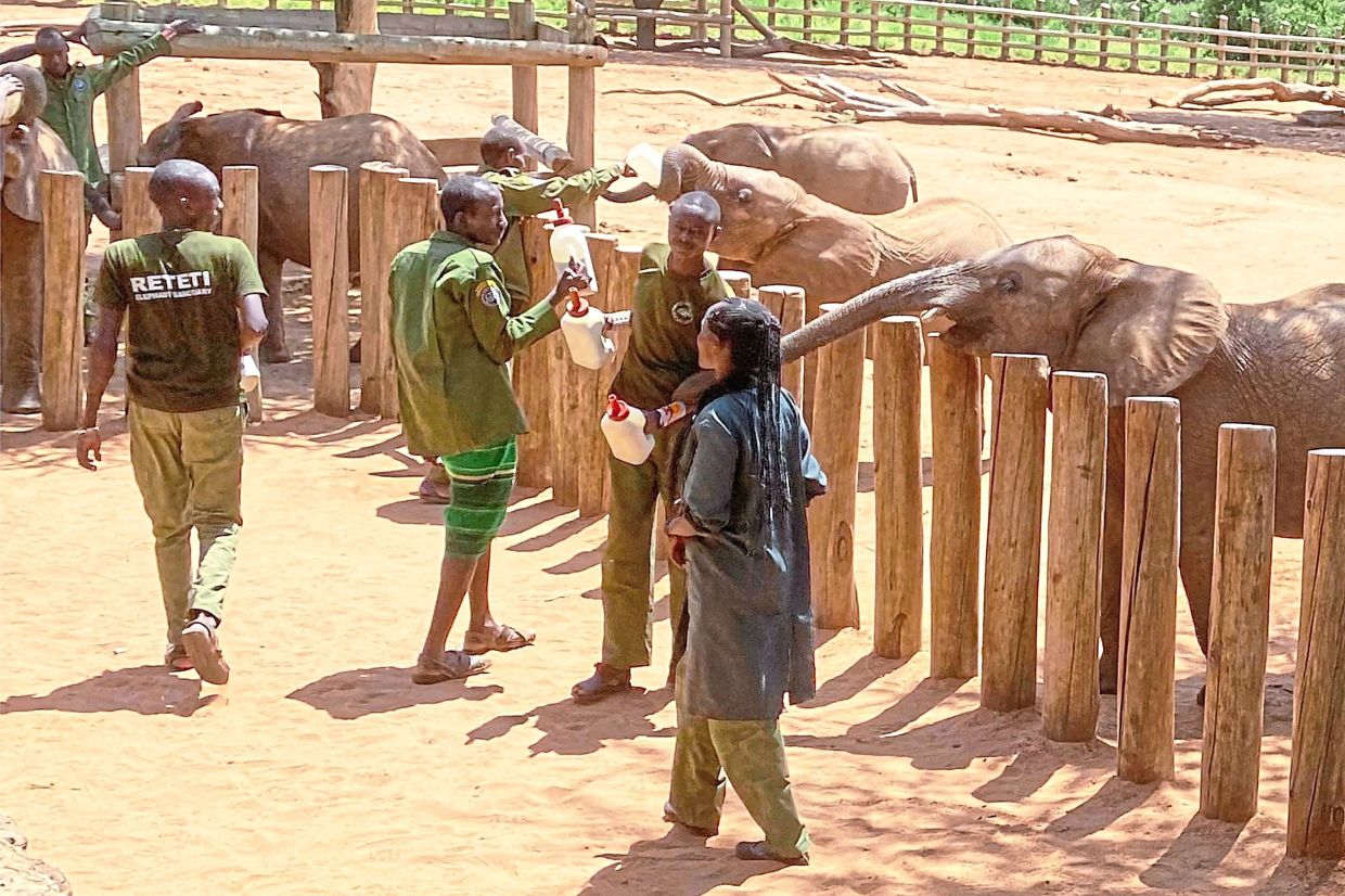 Keepers at the Reteti Elephant Sanctuary feeding goat milk to young orphaned elephants.