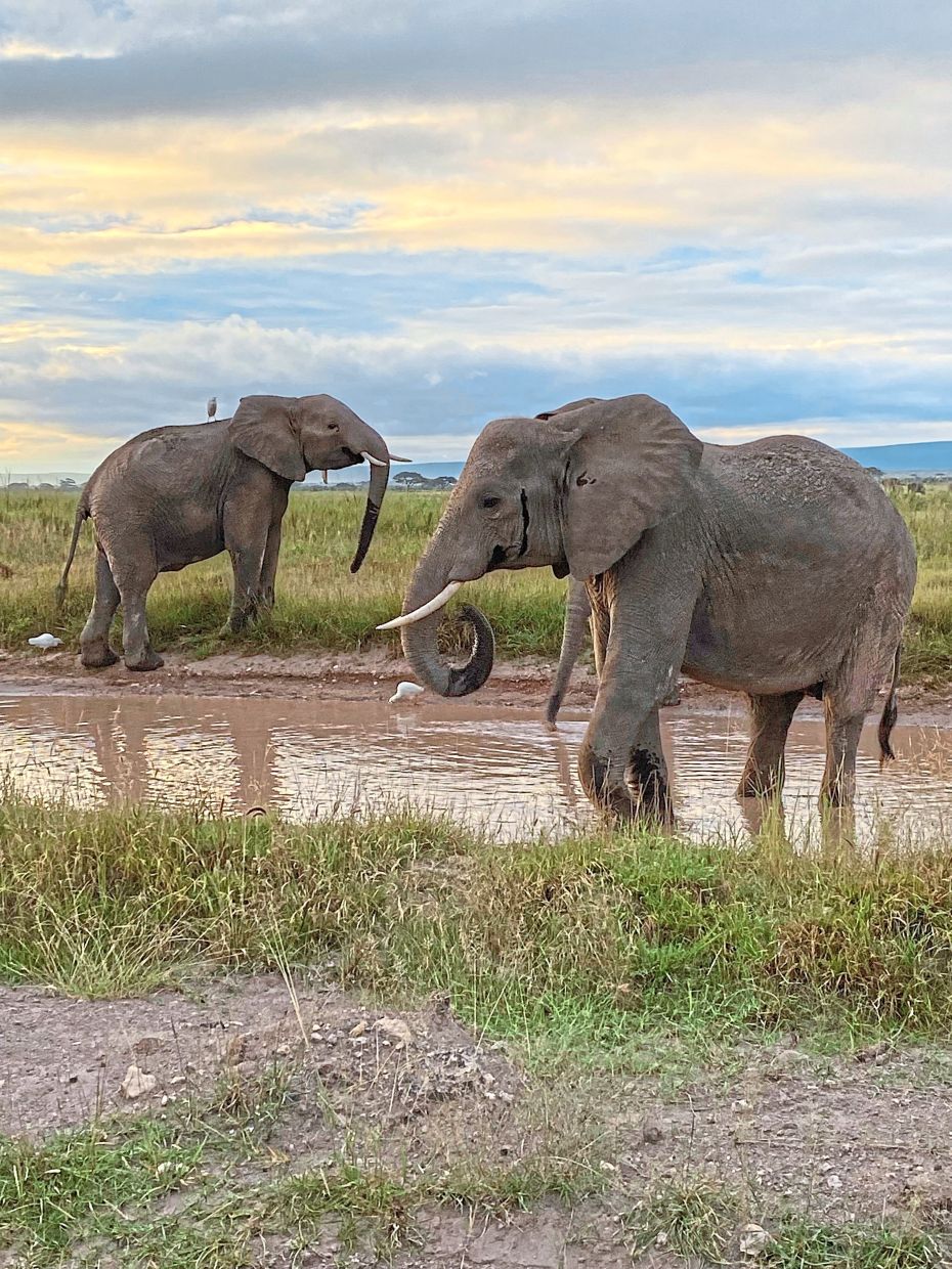 Elephants drinking at a watering hole at the park.