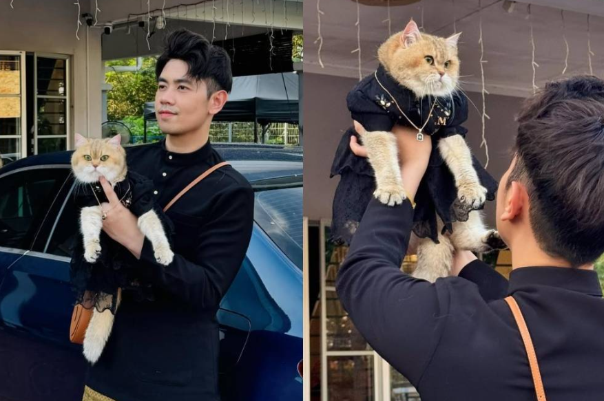 Well-loved influencer cat Jellybean dies, leaving fans mourning popular feline