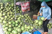 Unlocking billion-dollar potential for coconuts