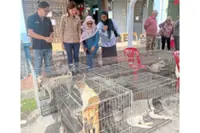 Pawsitive Initiative ends year on a high note