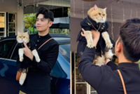 Well-loved influencer cat Jellybean dies, leaving fans mourning popular feline