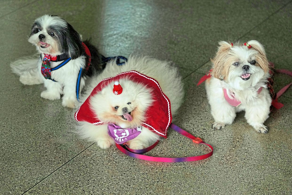 6. Therapists’ dogs arriving at the Brasilia Day Hospital to join in on a Christmas session with patients in Brazil. — AP