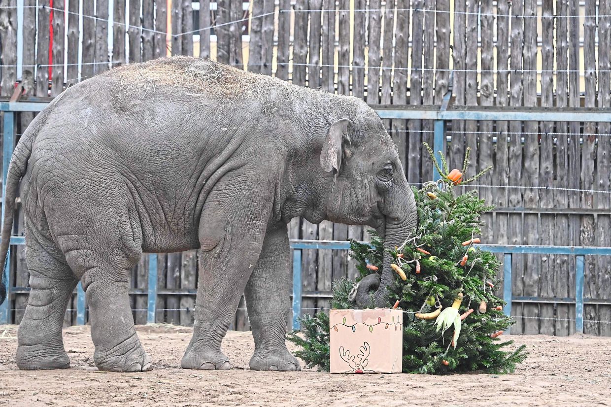 10. Samu, a four-year-old elephant at the Budapest Zoo and Botanic Garden, is fed a Christmas tree made of fruits and vegetables. — AFP