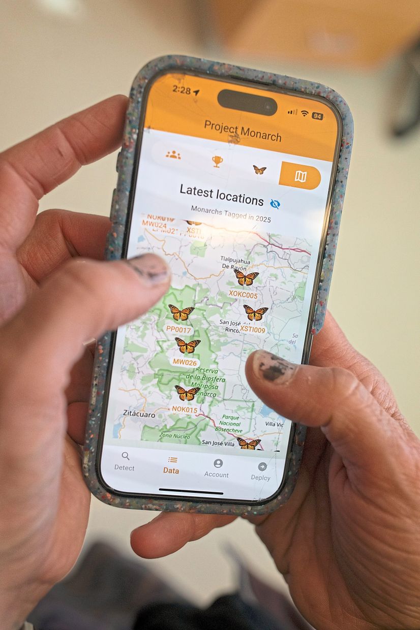 Brown demonstrating how to use the Project Monarch butterfly tracking app on a phone. — Kirsten Luce/The New York Times