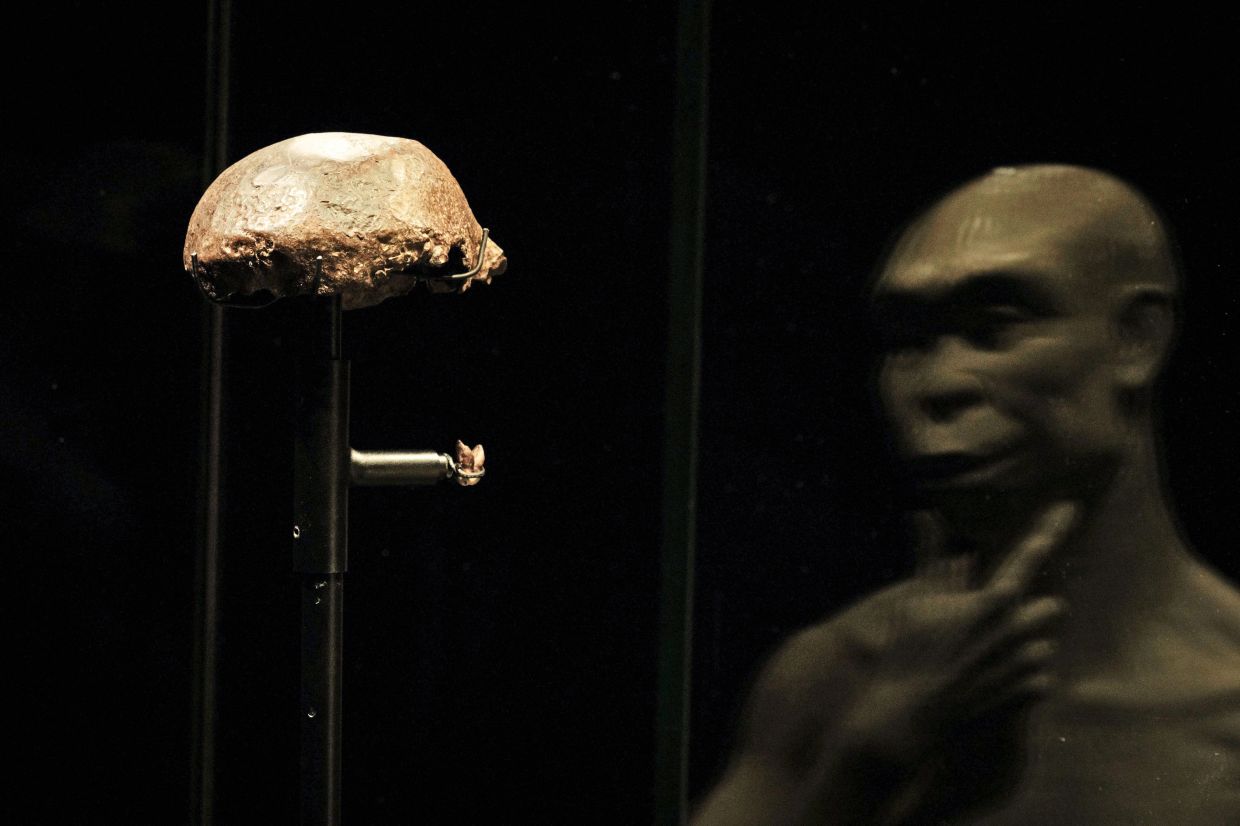 'Java Man’ returns to Indonesia in first of fossil repatriation from Netherlands