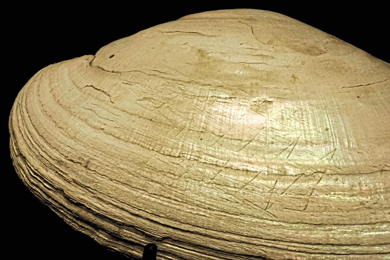 An engraved shell with a zigzag pattern, attributed to Java Man. Photo: AFP