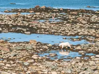 Polar bear capital at the edge