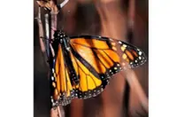 Monarchs on the move