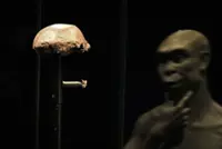 'Java Man’ returns to Indonesia in first of fossil repatriation from Netherlands