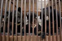 South Korea to end breeding of bears and extraction of their bile
