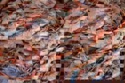 Vietnam seeks ways to expand exports to halal market