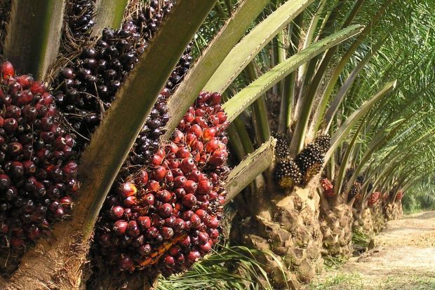 FFB production increase poised to buoy Kim Loong