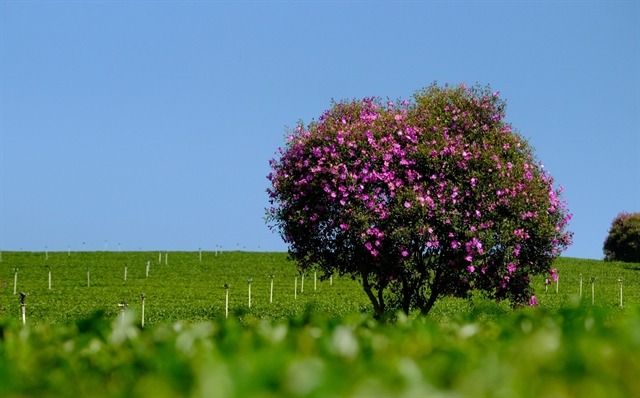 Pakistan allows re-export of nearly 500 tea containers of Vietnam stranded at Karachi Port