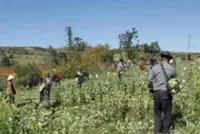 Myanmar's opium cultivation reaches record high