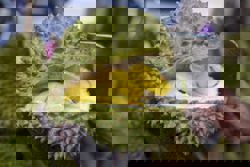 Durian sales surge in Singapore after Musang King prices plunge in Malaysia