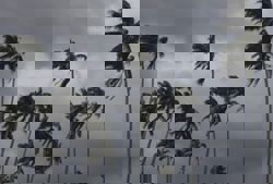 MetMalaysia warns of severe weather in Sarawak