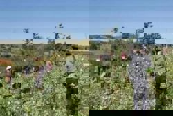 Myanmar's opium cultivation reaches record high