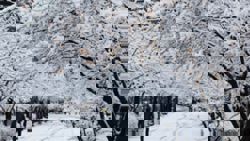 S. Korea set for icy cold start to 2026, with low of minus 15 deg C expected on Jan 1