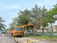 Regular tree trimming important to prevent untoward incidents