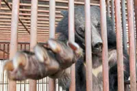 Bile farming, bear breeding no more, offenders to face jail time