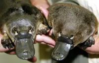 QuickCheck: Can a platypus glow in the dark?