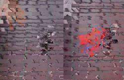 42 litterbugs served notices as enforcement of anti-littering law begins