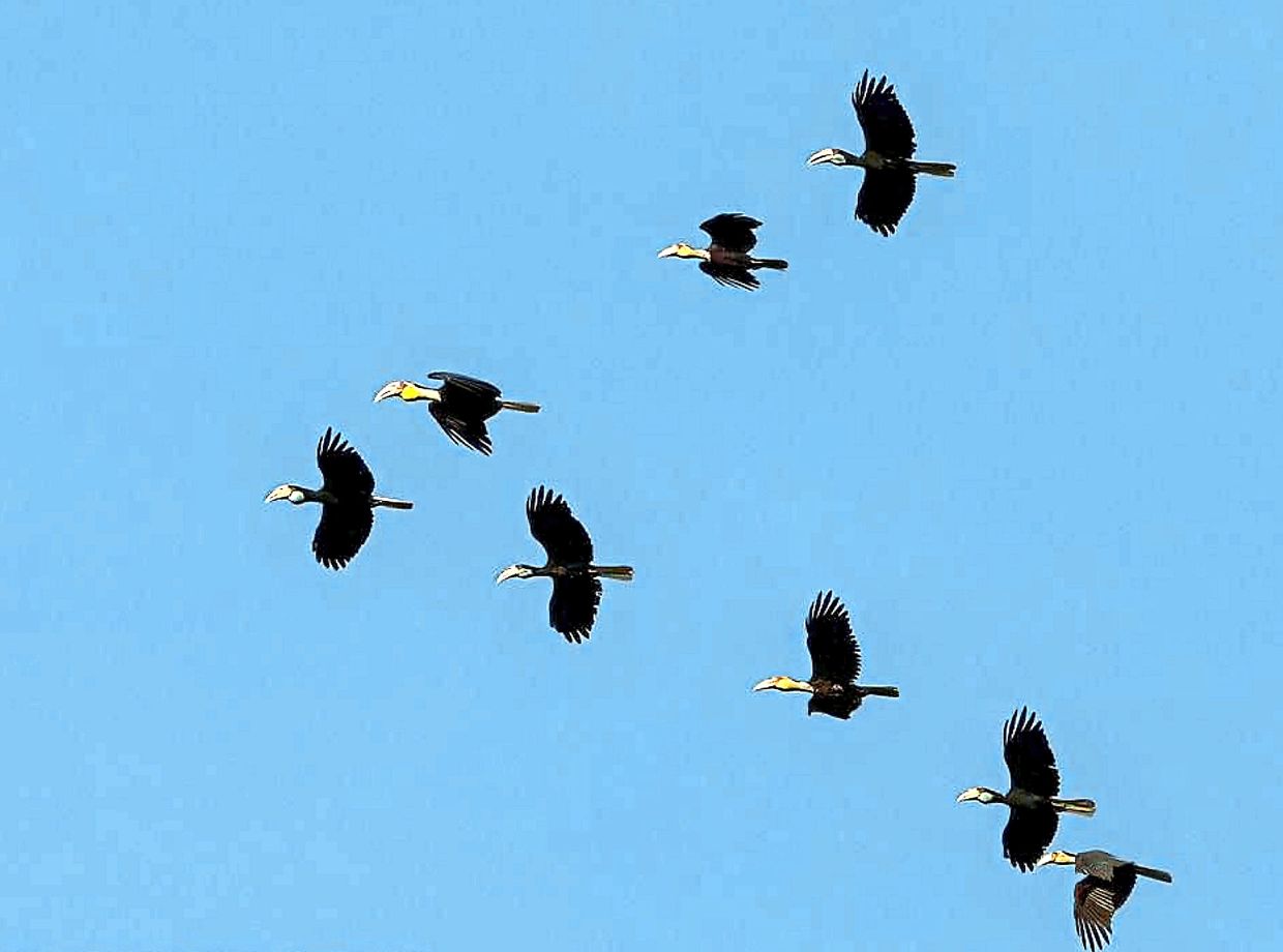 Plain-pouched Hornbills. —Photos provided by Ecotourism and Conservation Society Malaysia (Ecomy)