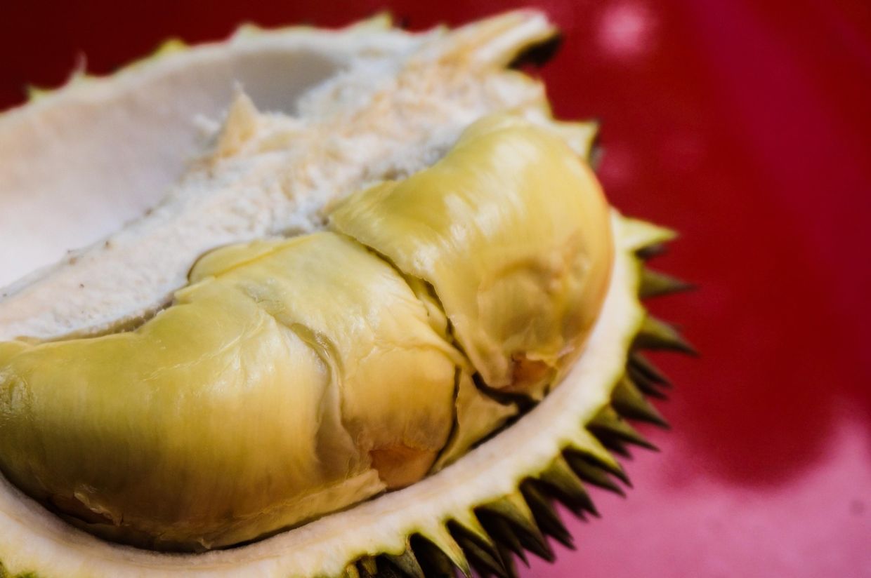 Veterans can recognise durian variety via sight and touch