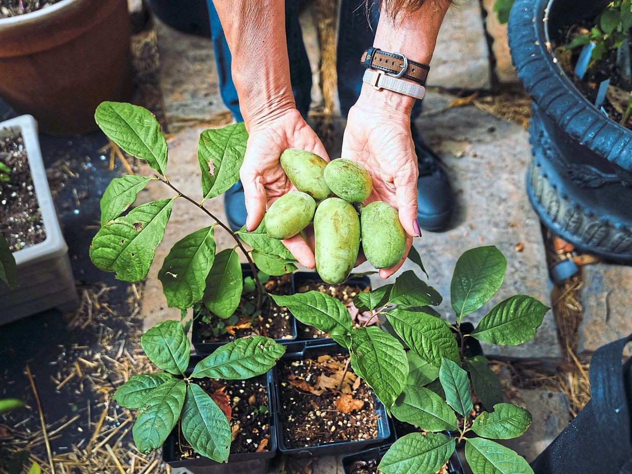 Homegrown produce like pawpaws, yaupon tea and juneberries, also called service berries or Saskatoons, will be popular in 2026, say food forecasters. — BARRETT EMKE/ Filepic/ The New York Times)