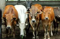 INTERACTIVE: Superbug risk grows at farms