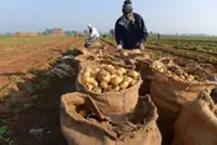 Price slump and early harvests in India hit Bhutan’s potato exports