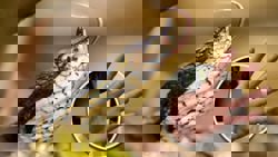 Chinese man hand-feeds pet snake, suffers serious bite, leads to thumb amputation