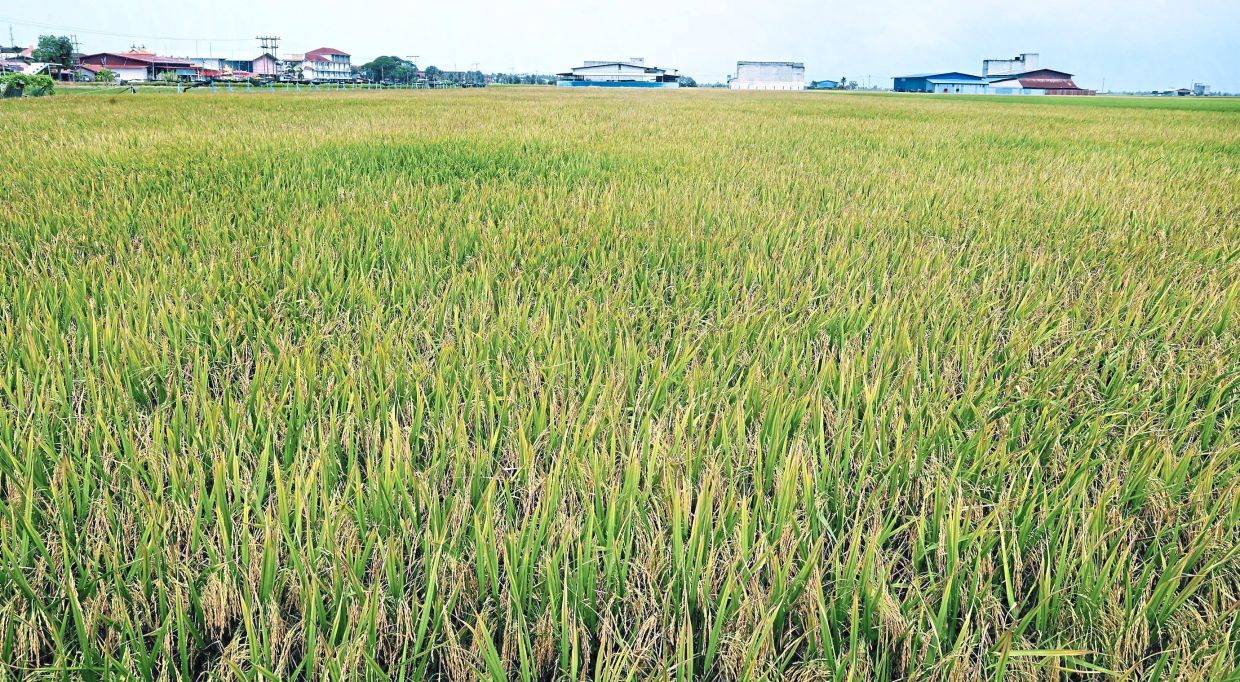 Selangor sets national standard for rural tourism