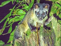 Let wildlife remain wild