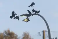 MBPP culls 17,750 crows, captures 10,171 pigeons last year