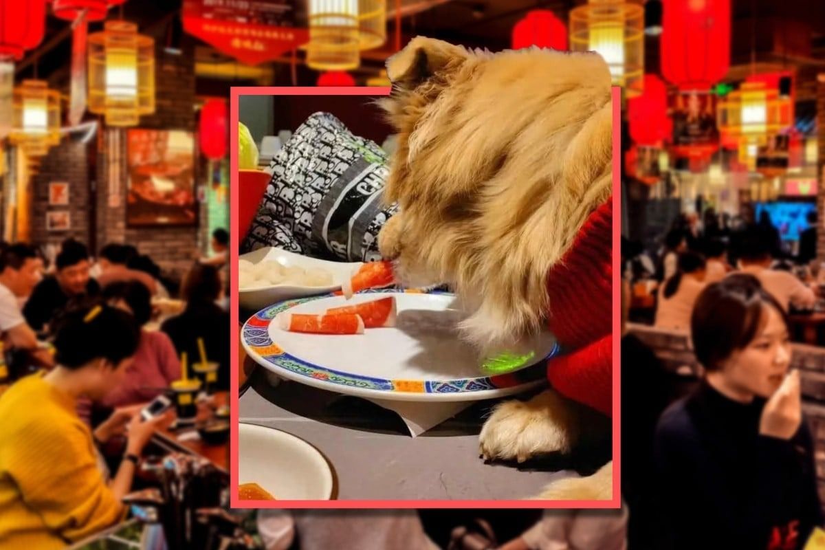 China woman films dog eating from plate at restaurant; shop vows to sue after brief closure
