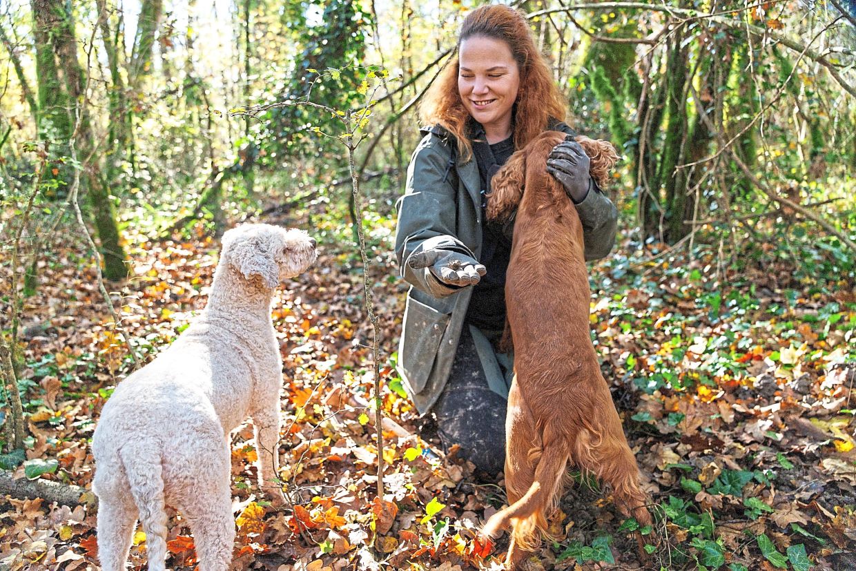 Dogs’ changes in size and shape began at least 11,000 years ago