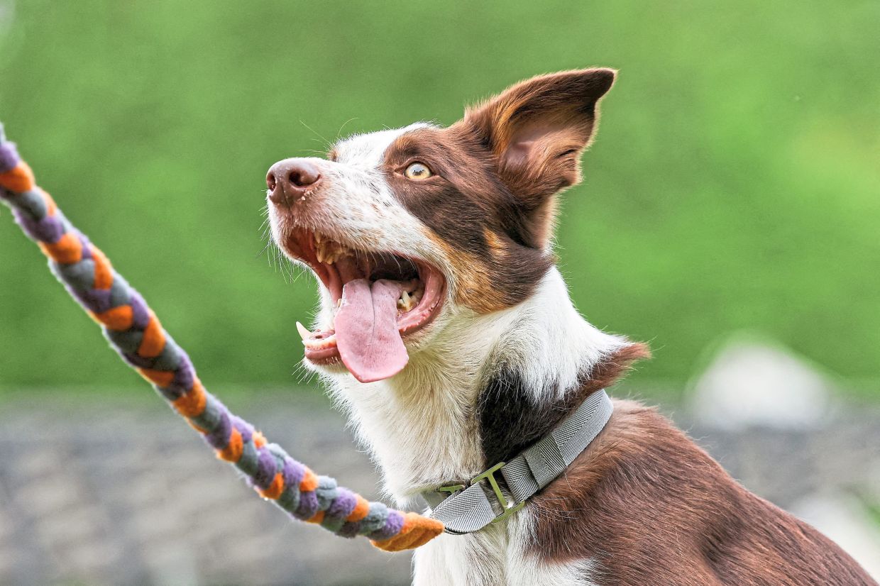 A Border Collie dog looks on during Russian Cynological Federation championship in dog agility in Moscow, Russia.