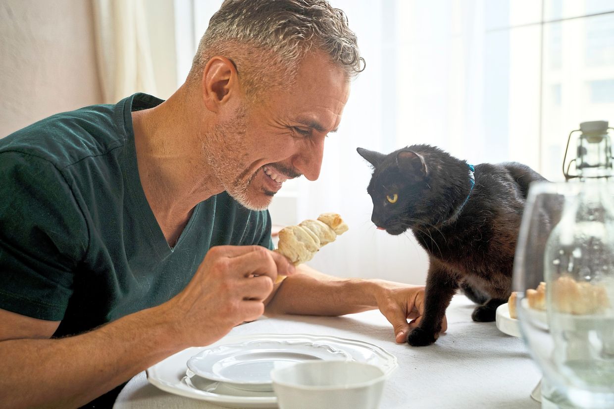 Cats meow harder to get a man's attention