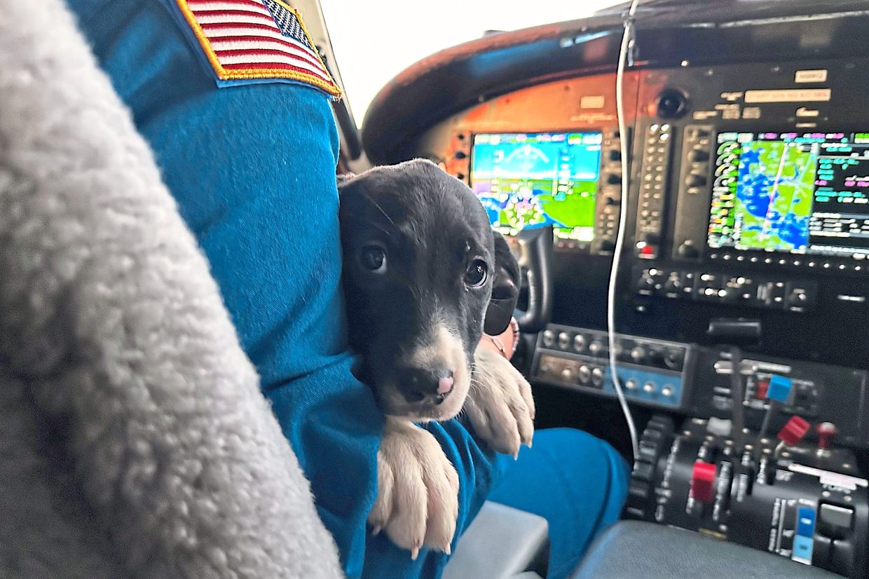 A puppy sitting on pilot Nur’s lap during a flight organised by Seuk’s Army in November.