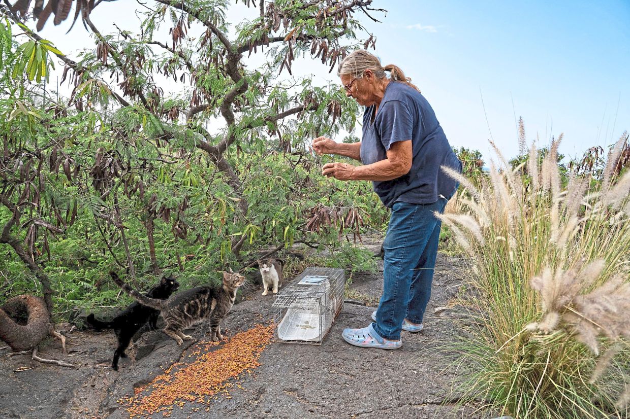 Swan setting up a trap for stray cats, while feeding them at the same time.