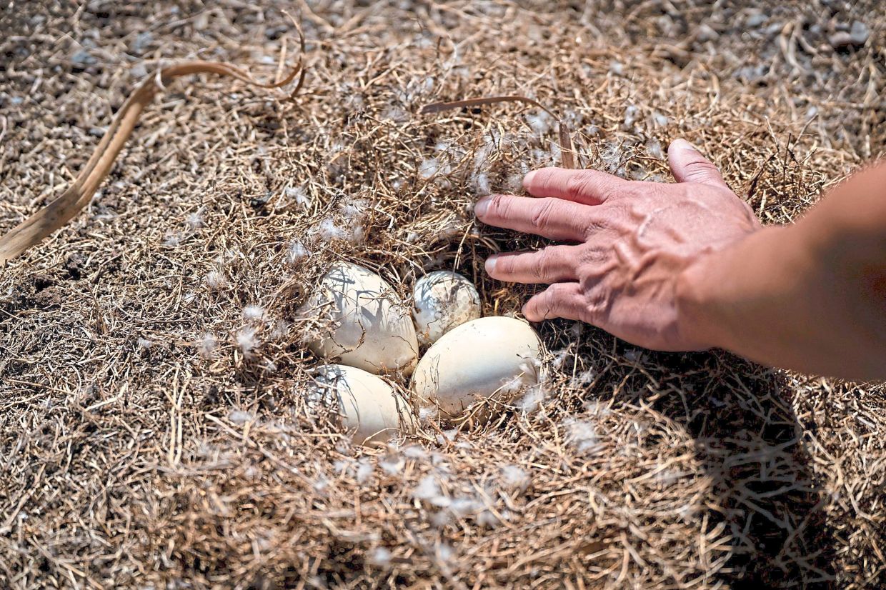An abandoned nene nest containing three eggs and a golf ball at a golf course in Waikoloa Village.